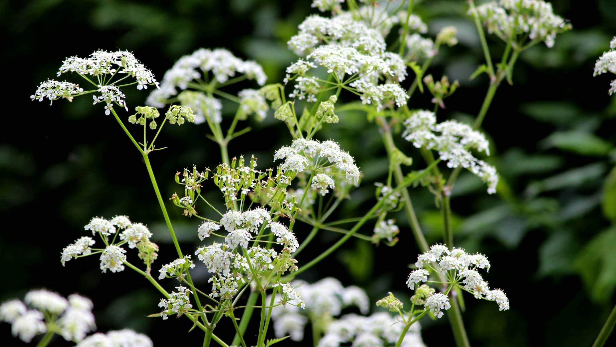 Kerbelblüte